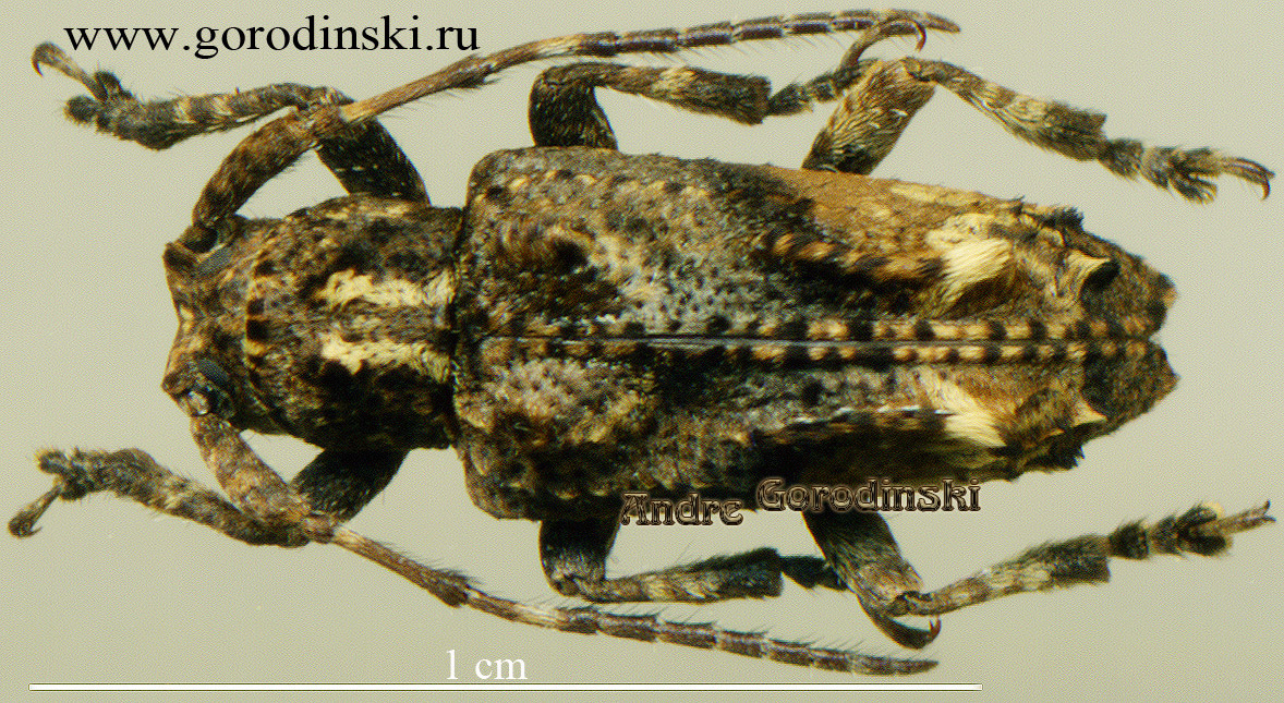 http://www.gorodinski.ru/cerambyx/Pterolophia sp..jpg